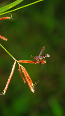 Conops insignis