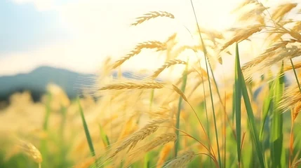 Foto op Canvas Blurred golden grass flower with cloudy sky in rainy season. Green rice field with grass flower. Rice plantation. Green rice paddy field. Organic rice farm in Asia. Outdoor fresh air. Nature healing. © Ziyan