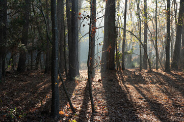 A row of trees are enveloped by light at sunrise.