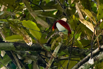 King bird-of-paradise (Cicinnurus regius) observed in Waigeo in West Papua, Indonesia