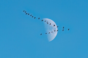  A flock of greater white-fronted goose flies against the background of the moon