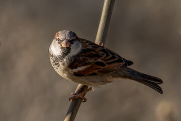 House sparrow perched on a branch looking ahead