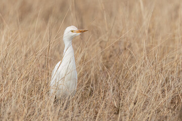 Cattle egret is perched in the tall grass