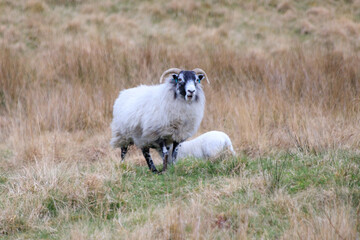 A Mother Sheep Watches Over Her Grazing Lamb
