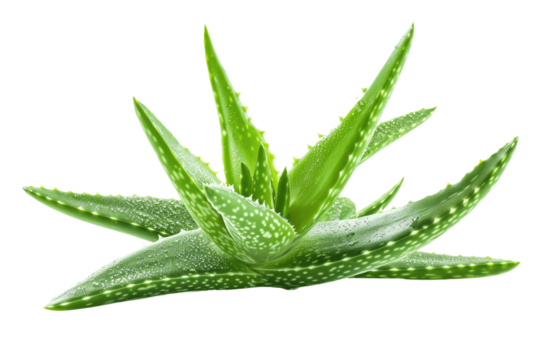 aloe vera isolated on transparent background