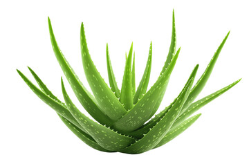 aloe vera isolated on transparent background