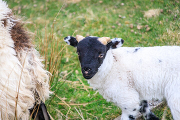 A Playful Lamb Frolicking in the Meadow

