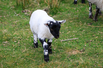 Obraz premium A Playful Lamb Frolicking in the Meadow