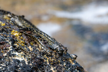 Rockskipper also known as combtooth blenny, resting on rocks on ilot sancho island, Mauritius