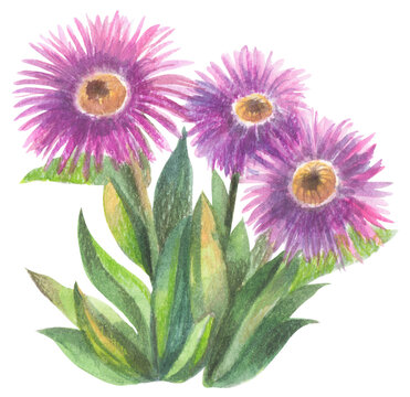 Karkalla (Carpobrotus rossii) 
Watercolor hand drawing painted illustration.