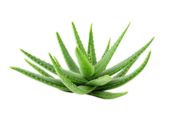 aloe vera isolated on transparent background