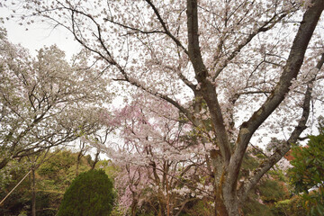 Fototapeta na wymiar 龍安寺の桜