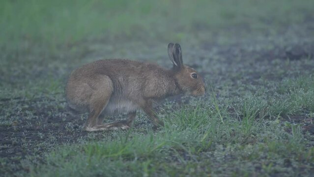 エゾユキウサギ
