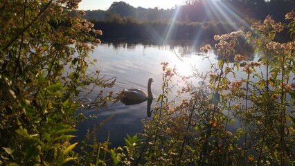 hermosa foto de un cisne nadando en el rio isar en pleno verano, bayern alemania