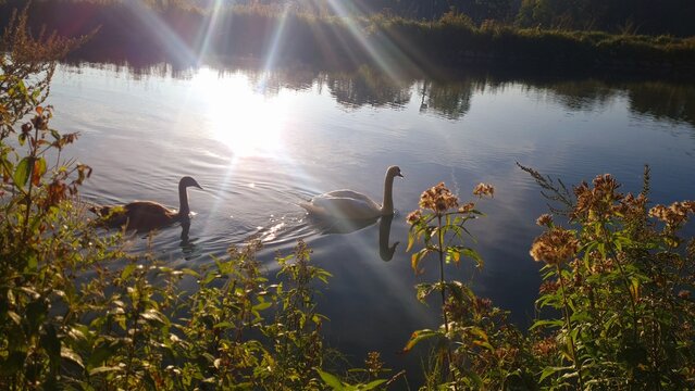 pareja de cisnes nadando en el rio isar en pleno verano, bayern alemania