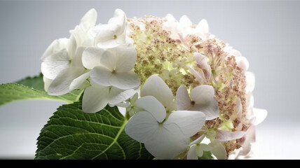 Hydrangea Flower