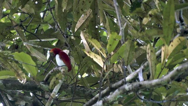King bird-of-paradise (Cicinnurus regius) observed in Waigeo in Nimbokrang, West Papua, Indonesia