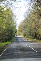 A Peaceful Drive Through the Lush Green Forest