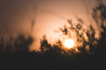 Minimalistic sunset in the evening among thickets of bushes and trees in the Kyzylkum desert in Uzbekistan, sunset landscape for background