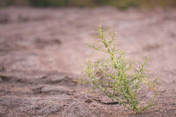 Prickly green plant in macro view at sunset in the Kyzylkum desert in Uzbekistan, sunset landscape for background