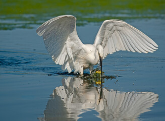 Heron hunting fish in the lake.