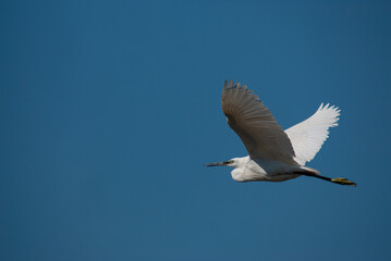 Little Egret flying in the sky. (Egretta garzetta)