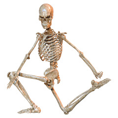 3D Rendering Human Skeleton on White