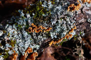 Yellow/orange mushroom on a log.