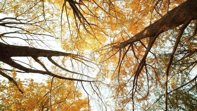 Low angle view of ginkgo tree in autumn.