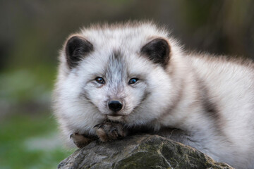 Portrait of a cute artic fox ( snow fox ) - 716656587