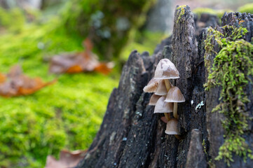 Family of small fungi on dead Quercus vulcanica tree root.