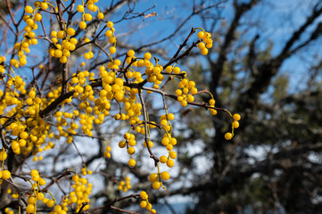 Loranthus is a genus of parasitic plants that grow on the branches of woody trees.