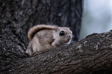 Flying squirrel in Hokkaido © ウィタカ