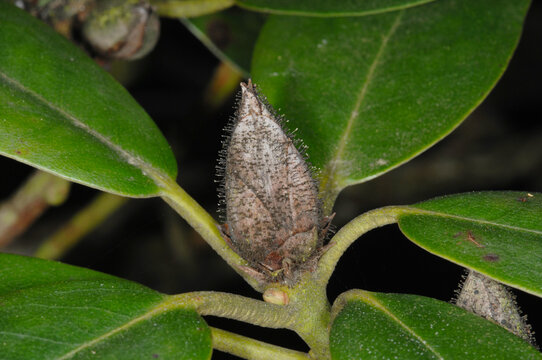 Rhododendronzikade-Bilder: Stock-Fotos & -Videos. | Adobe Stock