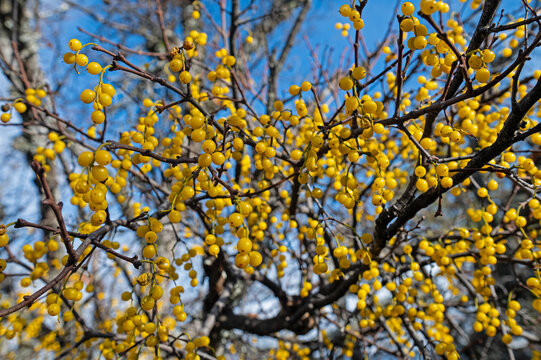 Loranthus is a genus of parasitic plants that grow on the branches of woody trees.