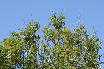 Eschentriebsterben,  Hymensocyphus fraxineus,Teilansicht eines Baumes