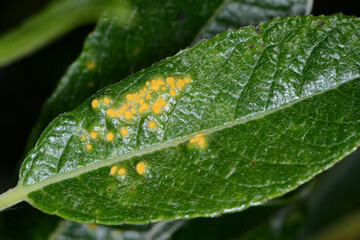 Weidenblatt, Rostbefall, Melampsora-Arten, Blattoberseite