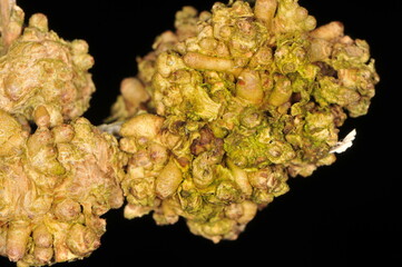 Triebgalle, Rhodococcus fascians an  Forsythie