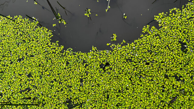 Green coloured duckweed in the lake.