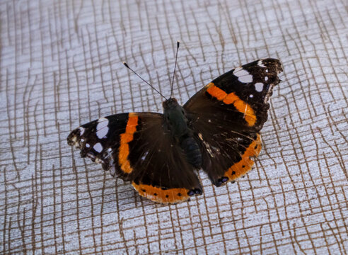 A beautiful little butterfly sits on the table.