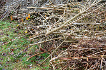Pruning plants in spring in a park