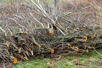 Pruning bushes in spring in a park