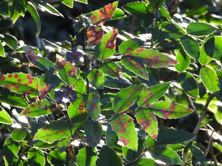 Rostpilz, Cumminsiella mirabilissima auf einem Mahoniablatt