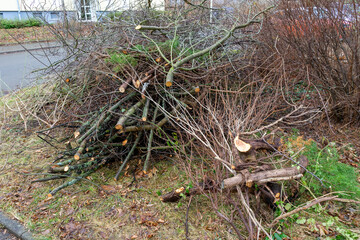 Pruning bushes in spring in a park