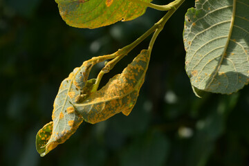 Pappelrost, Melampsora populina, orange verfärbten Teleutosporenlager, Sommersporen  auf der Blattoberseite © Peter Oetelshofen