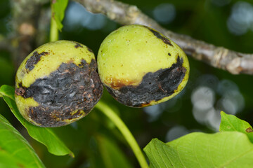 Marssonina-Krankheit,  Walnuß,  Gnomonia leptostyla Fr.