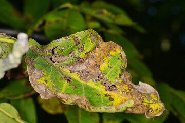 Marssonina-Krankheit,  Walnuß,  Gnomonia leptostyla Fr. befallene Blätter