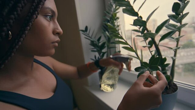 Side closeup of young African American woman with box braids using spray bottle and taking care of home plants spraying water on leaves at home