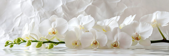 An arrangement of white orchids on a pearl-white surface, highlighting the elegance and sophistication of these exotic blooms