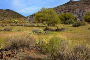 Obraz premium Salt River Recreation Area Arizona